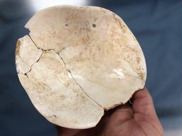 HIGHLIGHT Rare Shell Gorget, Wythe Co., VA "B. Site", 5 7/8" Wide