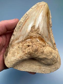 RARE 5 5/8" Serrated Megalodon Shark Tooth IN MATRIX! Matric Measures Just under 6" total. FOSSIL I