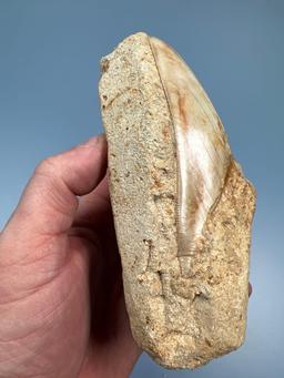 RARE 5 5/8" Serrated Megalodon Shark Tooth IN MATRIX! Matric Measures Just under 6" total. FOSSIL I