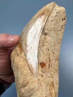 RARE 5 5/8" Serrated Megalodon Shark Tooth IN MATRIX! Matric Measures Just under 6" total. FOSSIL I