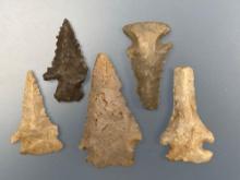 Impressive Lot of 5 Pine Tree Points, Corner Notches, Found in Tennessee, Ex: Hanning Collection, Lo