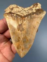 RARE Megalodon w/Deformity, 3 3/4", Back Side Stress Striations on Tooth