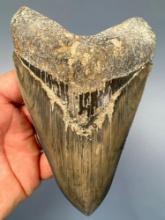 STUNNING 6" Megalodon, One of the Best, Sharp Serrations, Blue Coloration, Another Huge Shark Tooth!