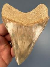SUPERB 3 3/8" Megalodon, Nice Serrations, Great Form Overall