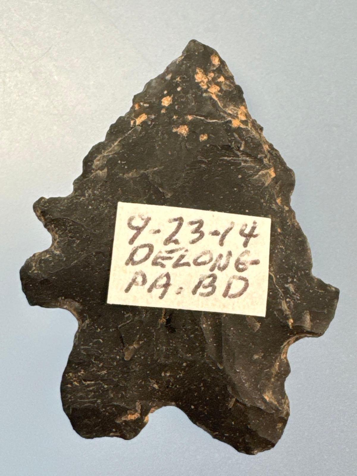 1 1/4" Black Chert Serrated Bifurcate, Ex: Sonny Delong Collection Who Collected and Hunted Artifact