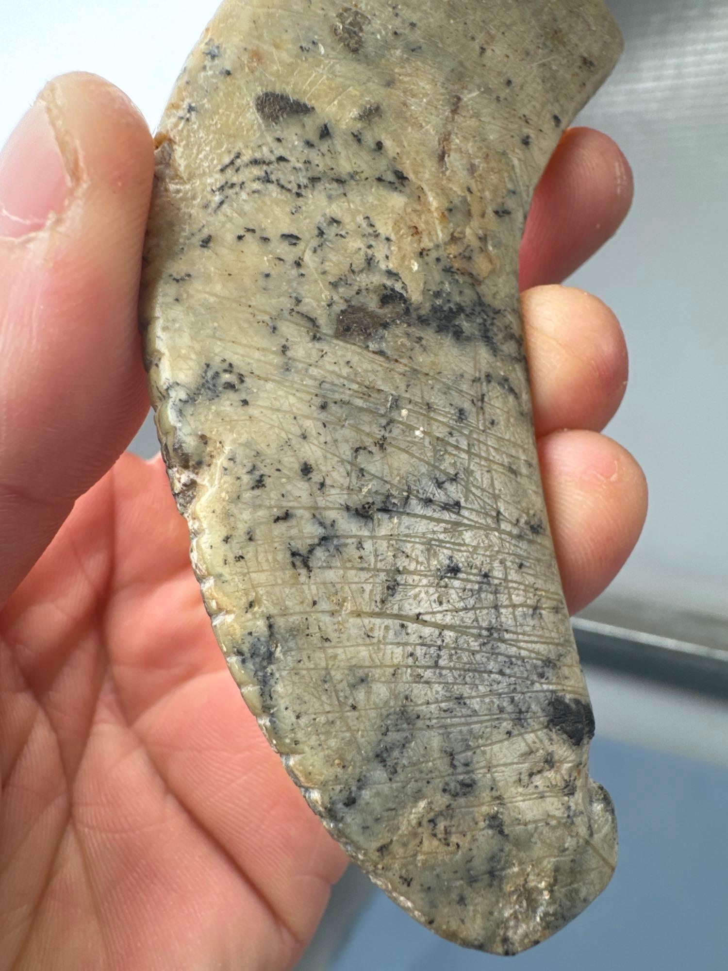 SUPERB 4 5/8" THIN Crescent Bannerstone Tie-On, Found in Monroe Co., PA, Beautiful Chlorite Material