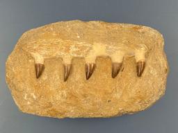 7 1/2" Mosasaur Jaw, Cretaceous Period, Millions of Years Old, Found Kheibga, Morocco