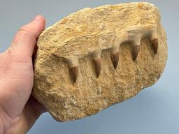 7 1/2" Mosasaur Jaw, Cretaceous Period, Millions of Years Old, Found Kheibga, Morocco