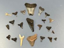 Large Lot of Shark Teeth and Megalodons
