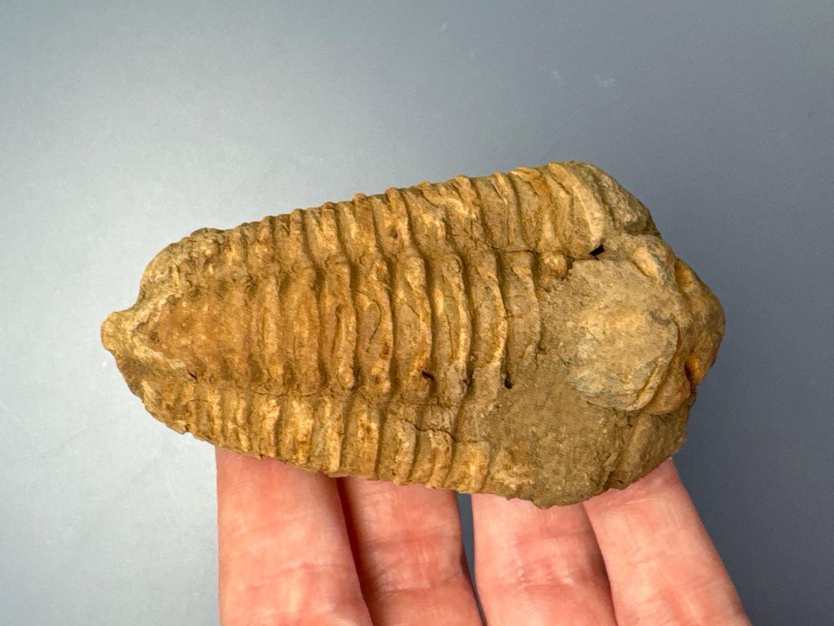 3 1/8" Trilobite, Very Nice Condition! Fossil