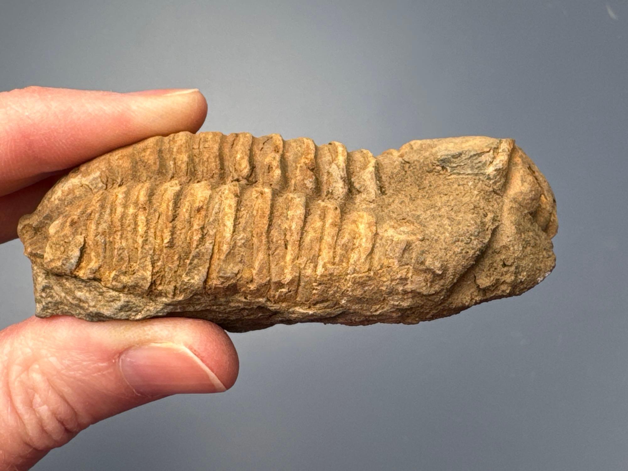 3 1/8" Trilobite, Very Nice Condition! Fossil