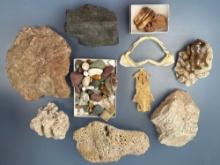 Lot of Various Fossils, Mineral Specimens, Fossilized Coral, Shark Jaw, Etc.