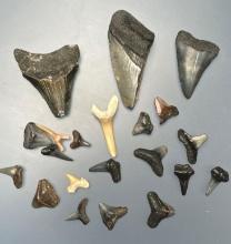 Lot of Shark Teeth, Megalodons, Longest is 2 1/8"