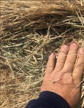 Tifton 85 Round Bales