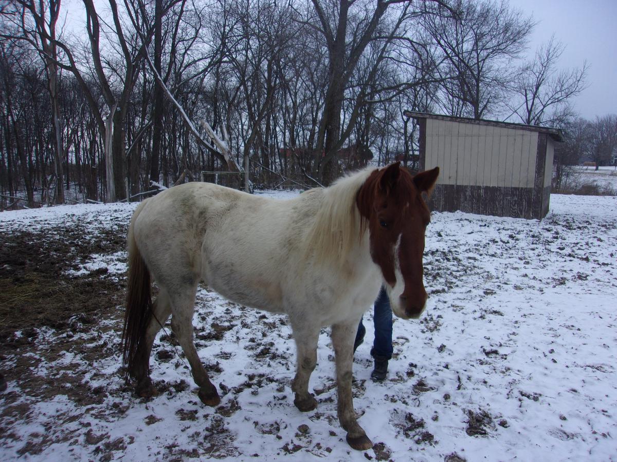 TENNESSEE WALKER HORSE