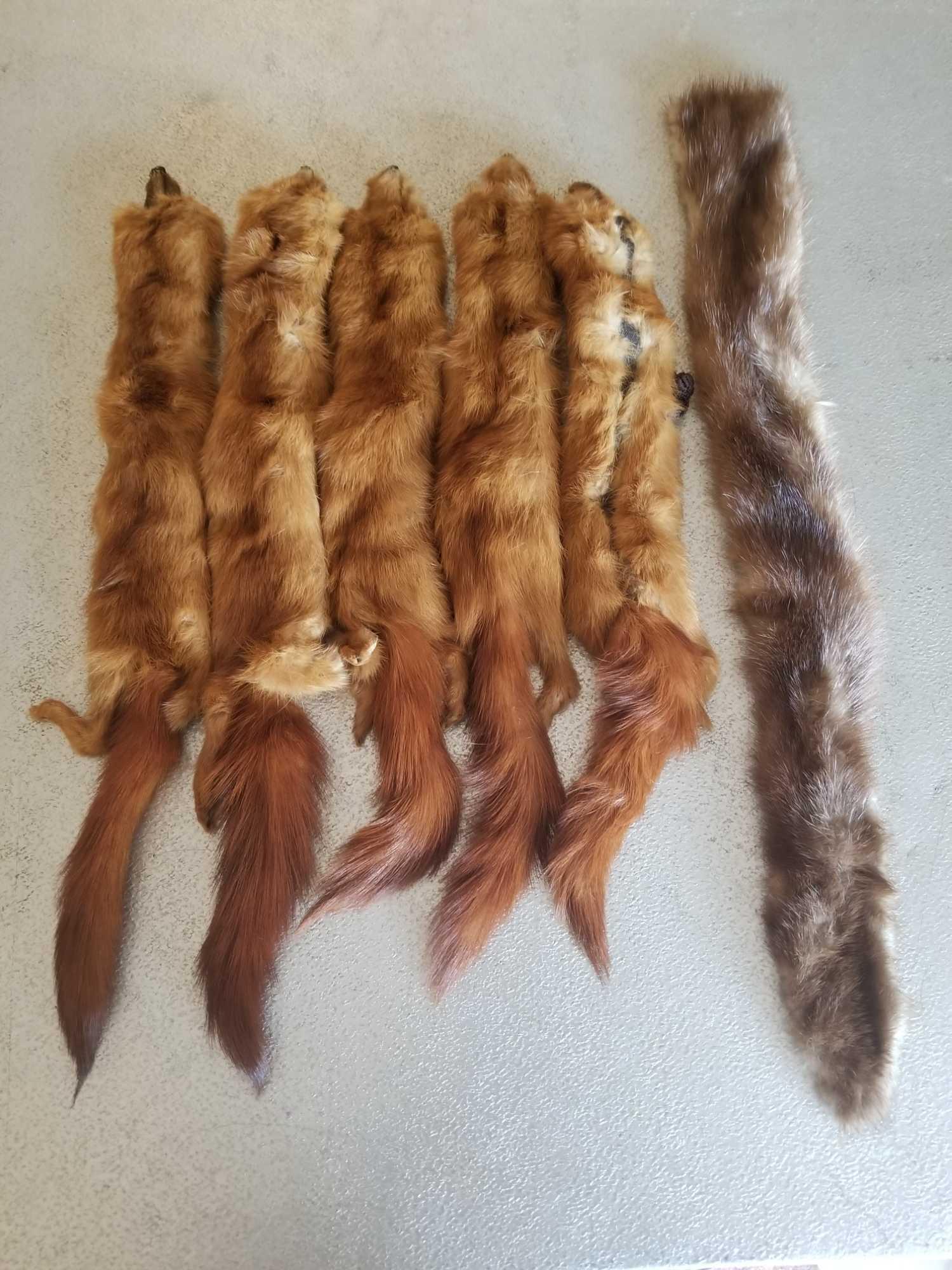 B1 - Fur Pelts