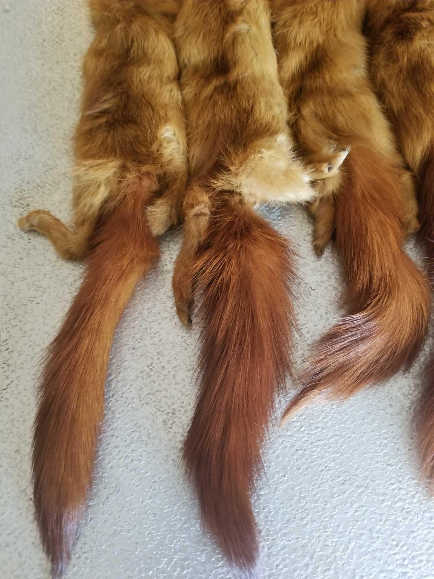 B1 - Fur Pelts