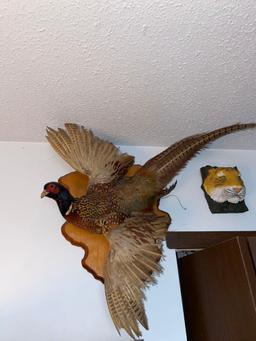 B2- Stuffed Pheasant Wall Hanging