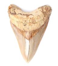 Wonderful Fossilized Megalodon Tooth