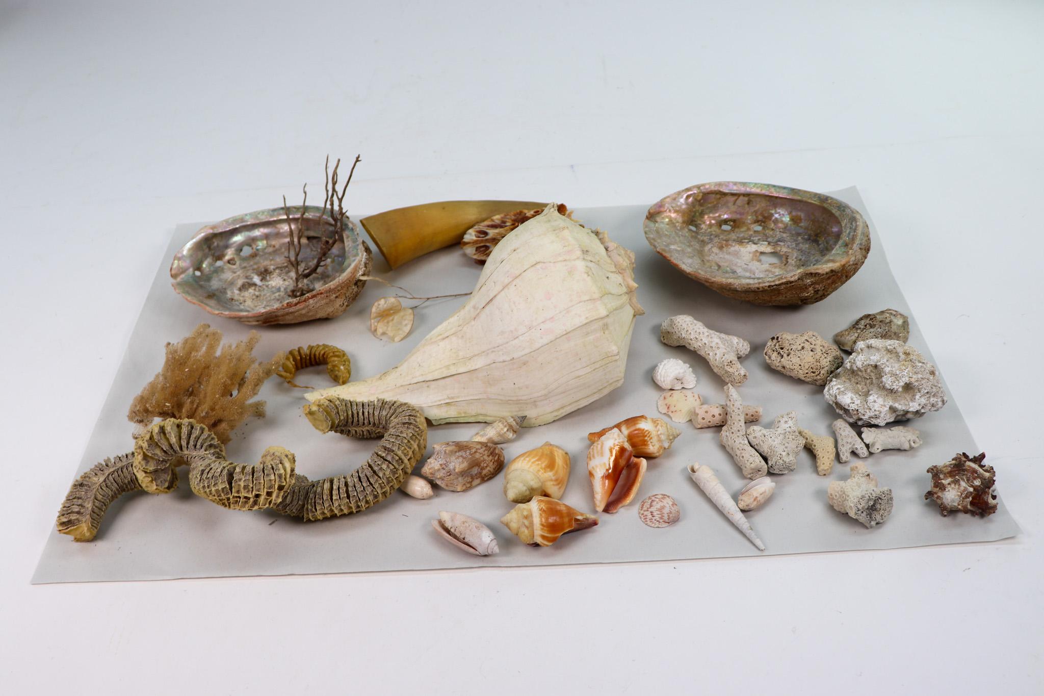 Sea Shell Collection