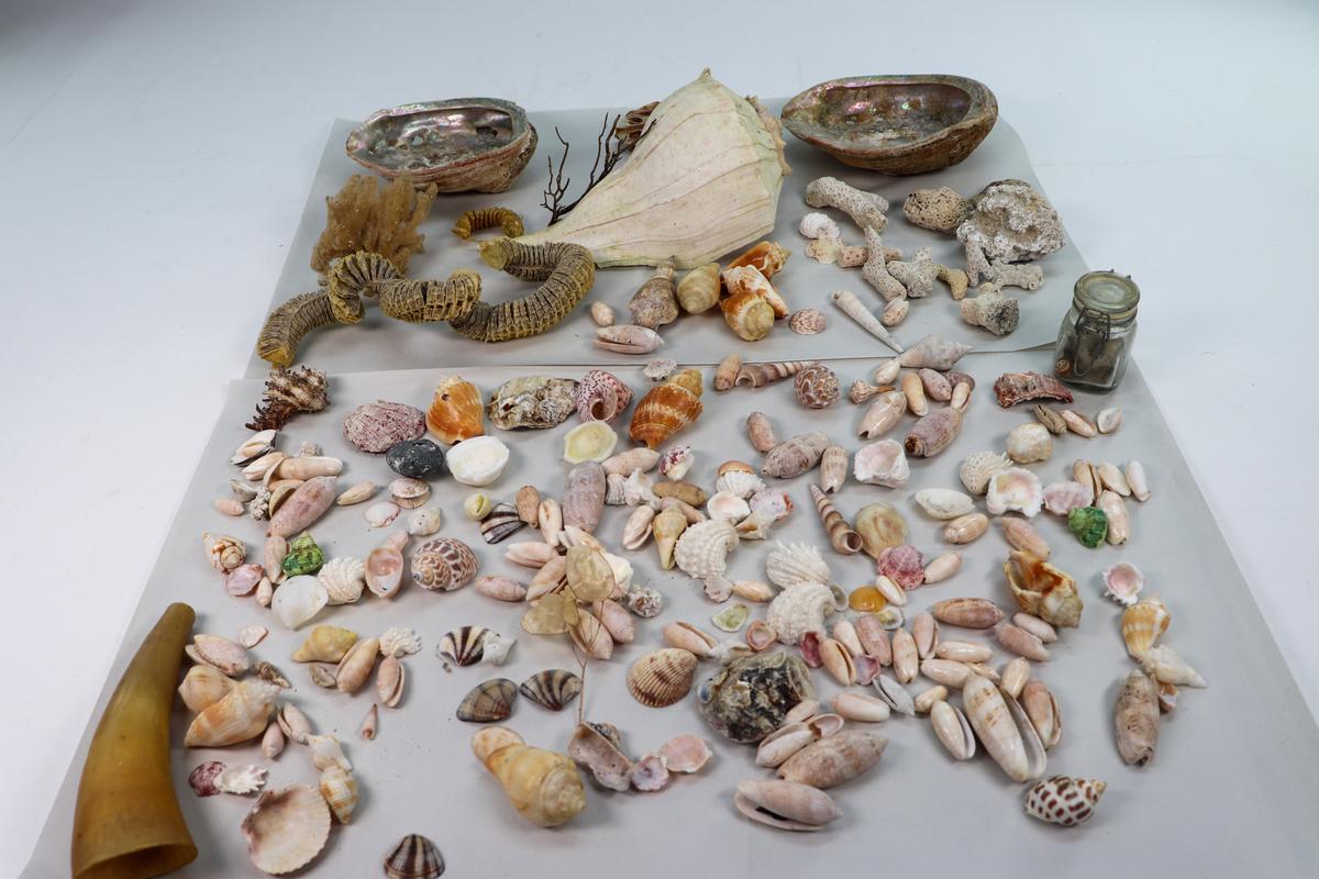 Sea Shell Collection