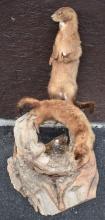 Pair of full body weasels mounted on log