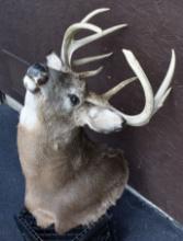 9 point deer head mount