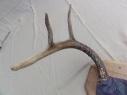 6-Point Antler Mount.