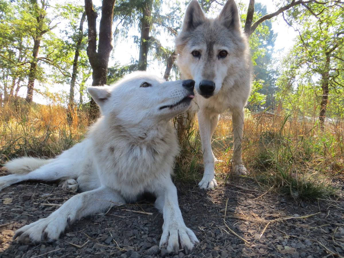 WOLF HAVEN & CUTTER'S POINT!