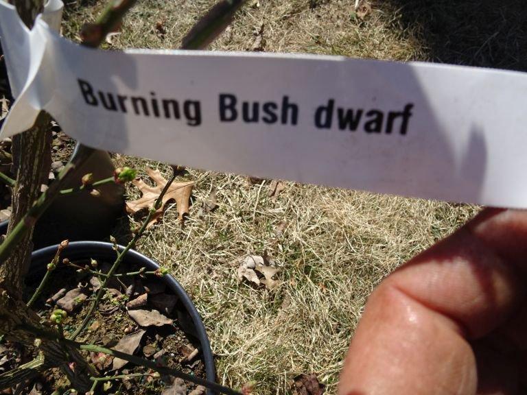 DWARF BURNING BUSH, BID X 4
