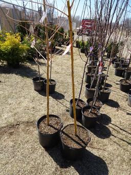 YELLOW WEEPING WILLOW, BID X 2