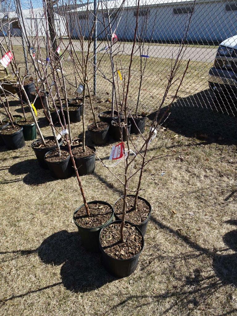 HONEY CRISP APPLE TREE, BID X 3