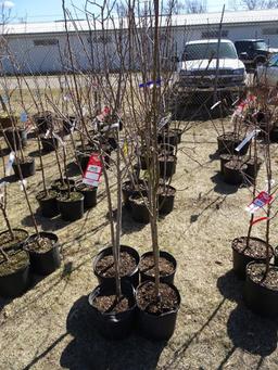 PINK LADY APPLE TREE (1), MATSU APPLE TREE (1), MCINTOSH  APPLE TREE (1), Y