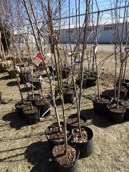 PINK LADY APPLE TREE (1), MATSU APPLE TREE (1), MCINTOSH  APPLE TREE (1), Y