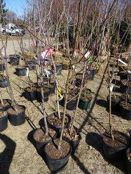 PINK LADY APPLE TREE (1), MATSU APPLE TREE (1), MCINTOSH  APPLE TREE (1), Y