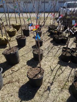 APPLE HONEYCRISP TREES, BID X 5