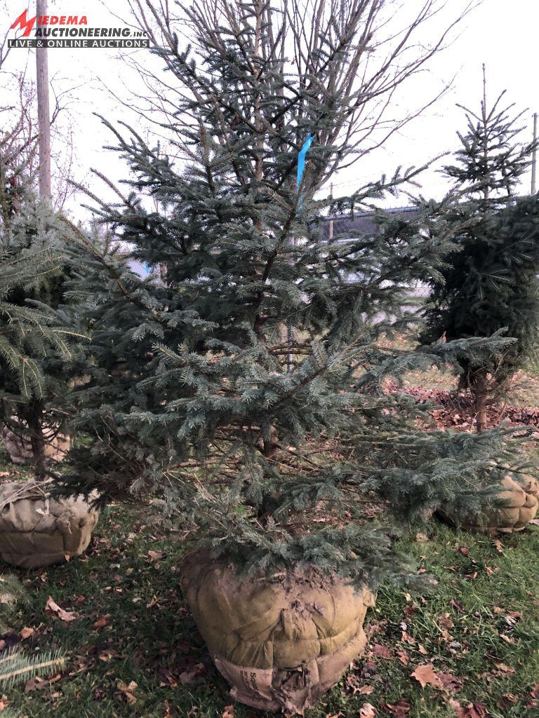 WHITE SPRUCE 6/7' [BID X 3]