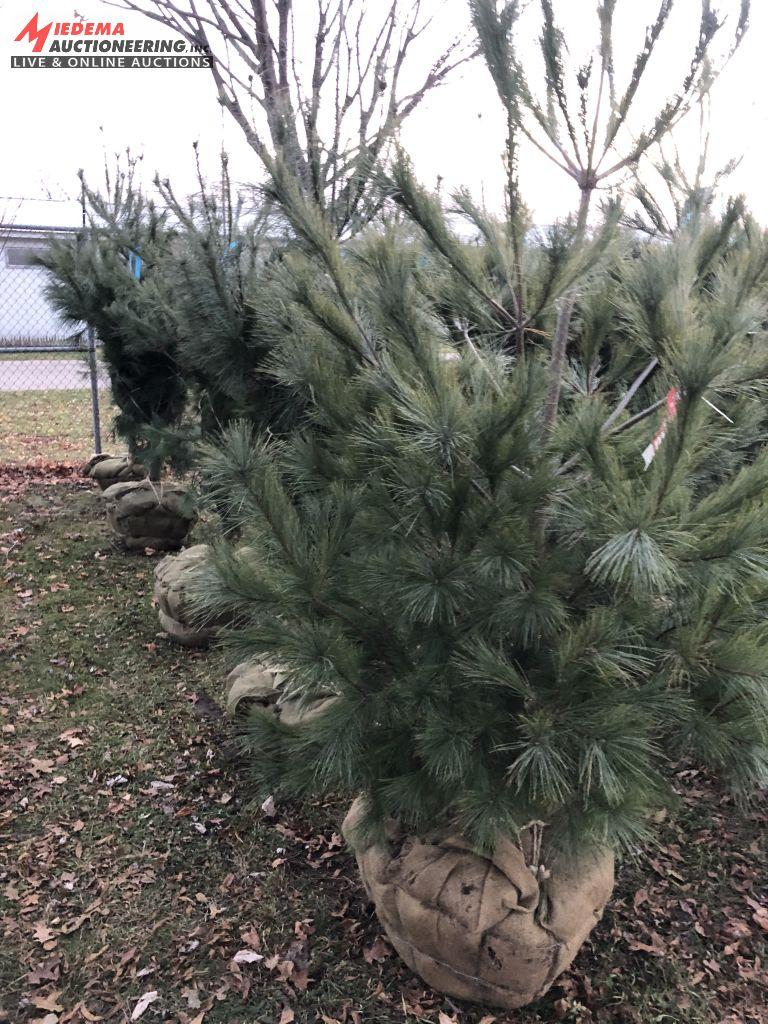 WHITE PINE, 6' [BID X 5]