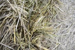 (14) Second cutting grass round bales