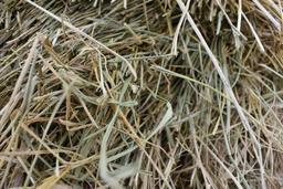 (14) Second cutting grass round bales