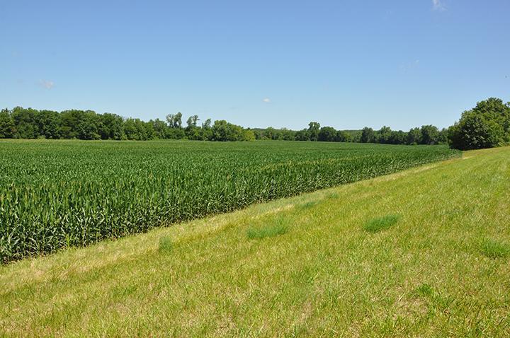 Tract 1 - 78.58 Acres +/-