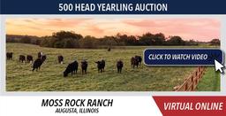 Lot #8 - 52 Steers