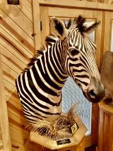 Zebra