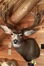 Mule Deer