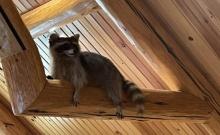 71 Racoon