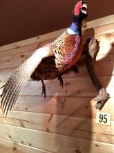 Ring Neck Pheasant in Flight