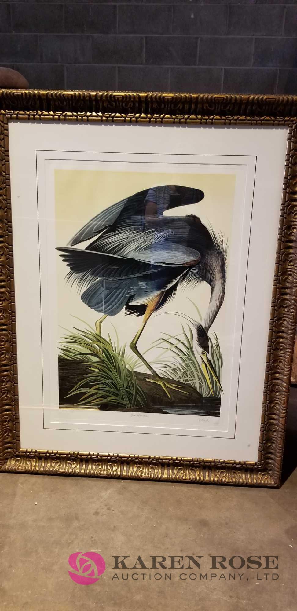 Great Blue Heron Picture