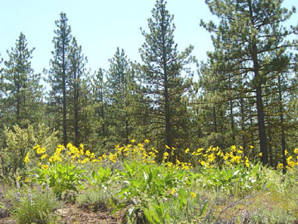 GovernmentAuction.com CA LAND, 1.15 AC., CALIF. PINES,