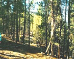 GovernmentAuction.com CA LAND, 1.15 AC., CALIF. PINES,