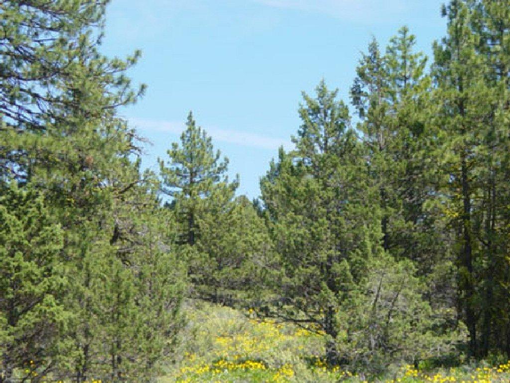 GovernmentAuction.com CA LAND, 1.15 AC., CALIF. PINES,